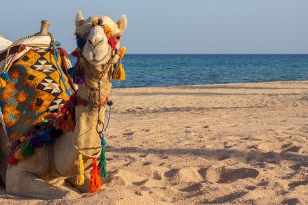 Camel on the beach